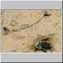 Stylops melittae - Faecherfluegler m39 5mm mit Andrena vaga.jpg